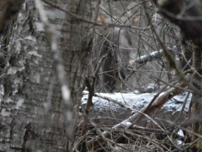 Прикрепленное изображение: DSCN4627.JPG