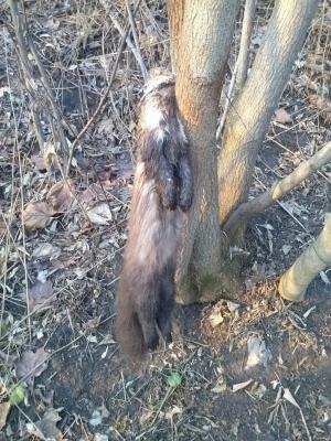 Прикрепленное изображение: TCRCvsKIwqU.jpg