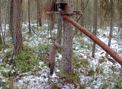 Какие приманки на куницу Ловля куницы капканами - Hunting Club - Страница 583